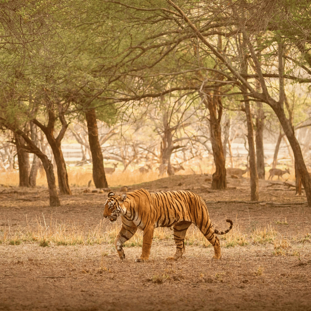 Sundarbans National Park