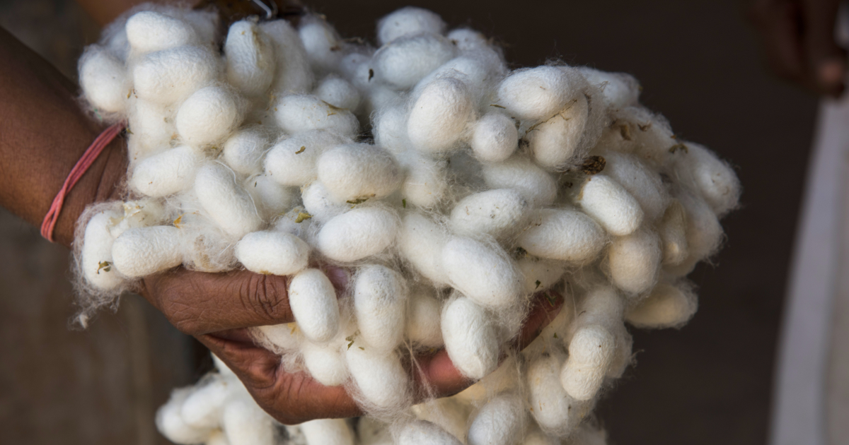 Hands holding silk cocoons, Assam