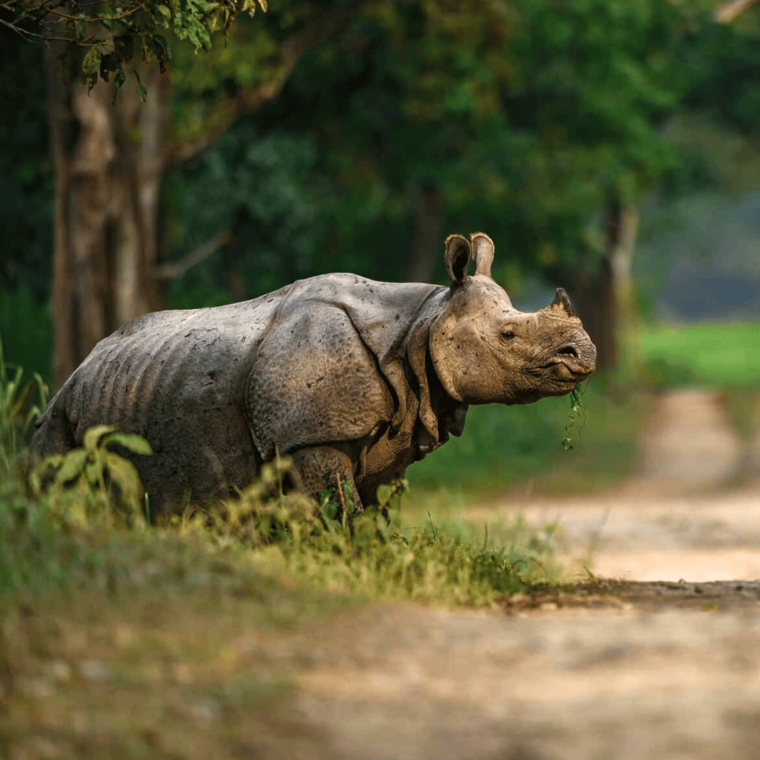Ultimate India Wildlife Tour (6).png