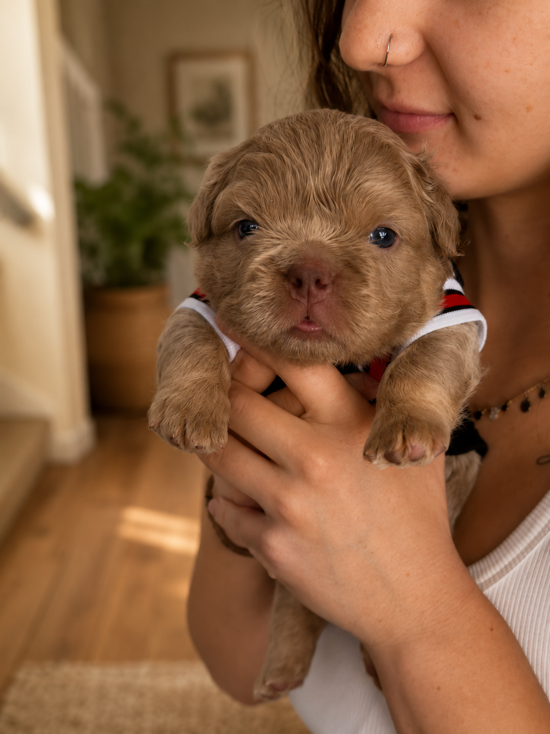 enzo-newborn puppy frenchie puppy.png