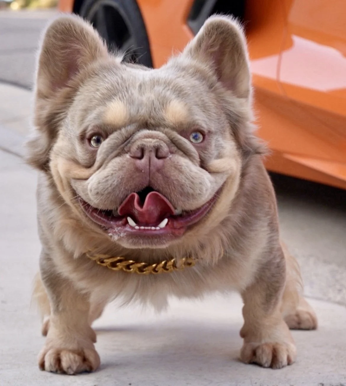 Copyright French Bulldog