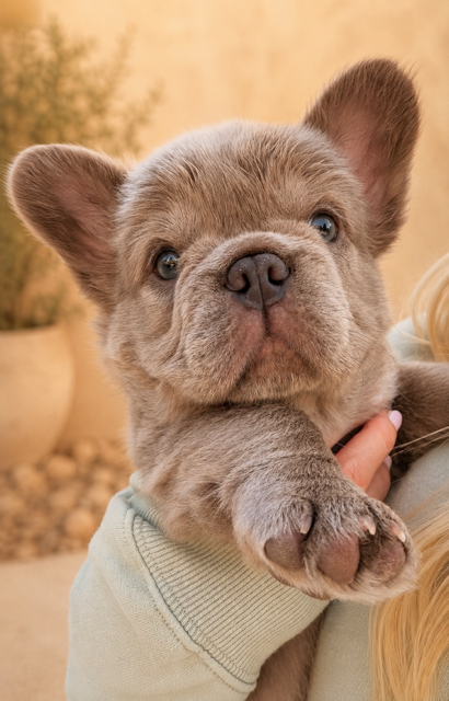 Sweet-natured French Bulldog puppy from One Love Frenchies.PNG