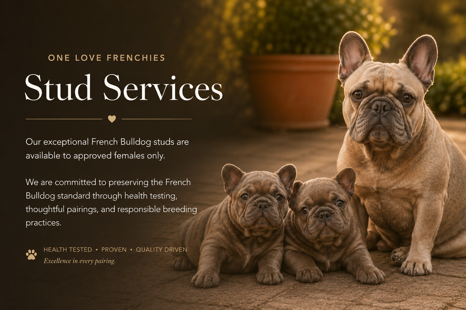 french bulldog stud services in Bay area California.png