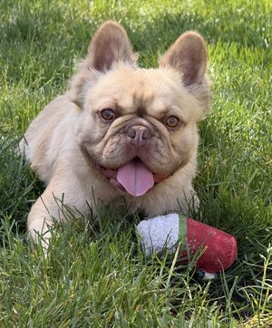 bunnie-fawn-rojo-fluffy-french-bulldog-napa-valley.jpg