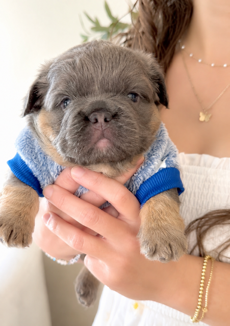 blue and tan fluffy french bulldog puppy.PNG