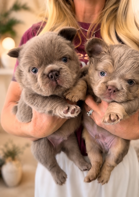 French bulldog puppies for sale in Bay Area.PNG