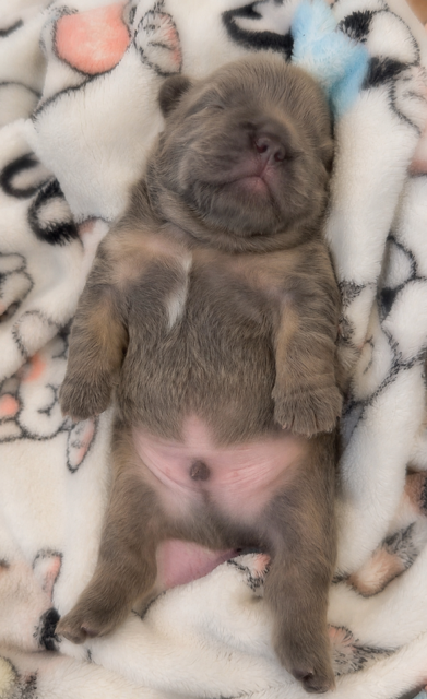 previous baby pic pups.PNG