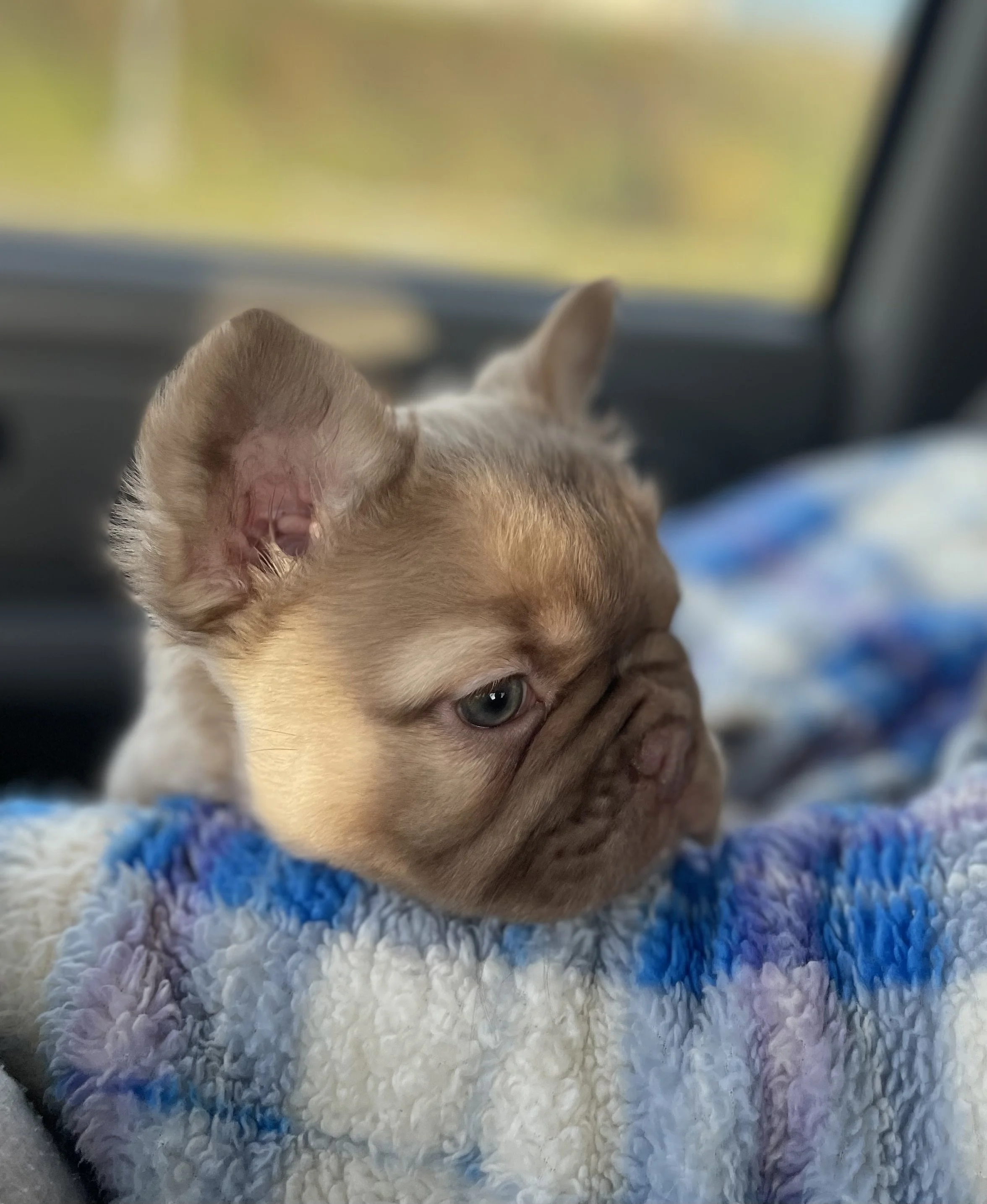French bulldog puppies for sale, french bulldog puppy near me, frenchie california.jpg