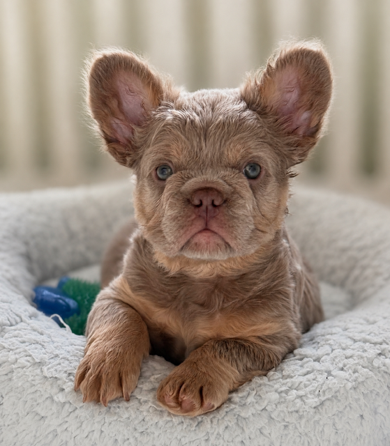 Family-raised Fluffy French Bulldog puppy in Northern California.PNG