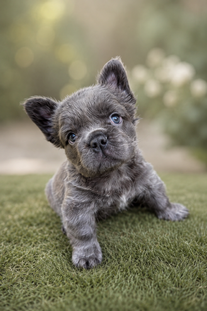 Frenchie puppy Napa Valley for sale.PNG