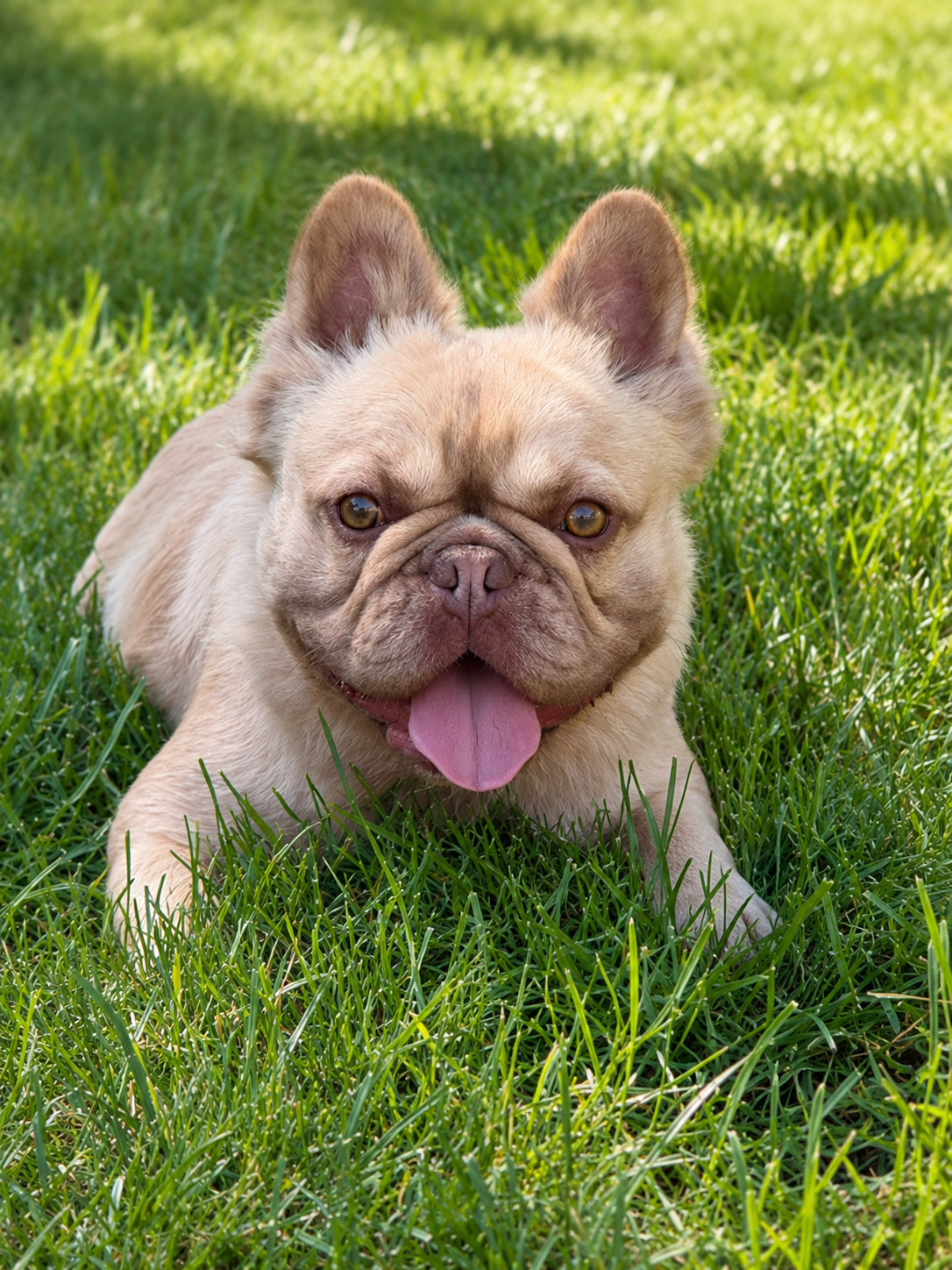 Bunnie adult french bulldog.png