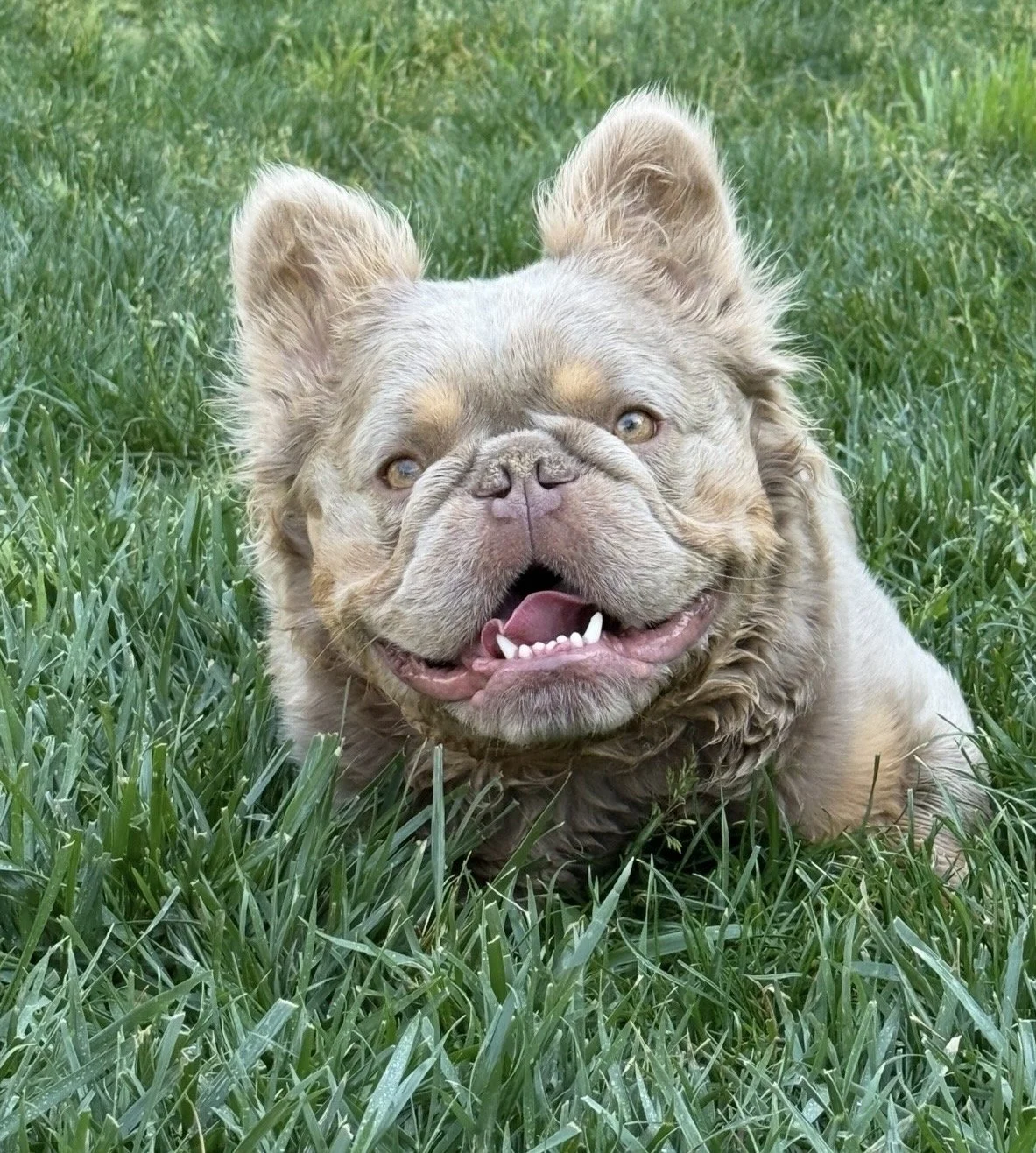 enzo-isabella-tan-fluffy-french-bulldog-napa-valley.jpg