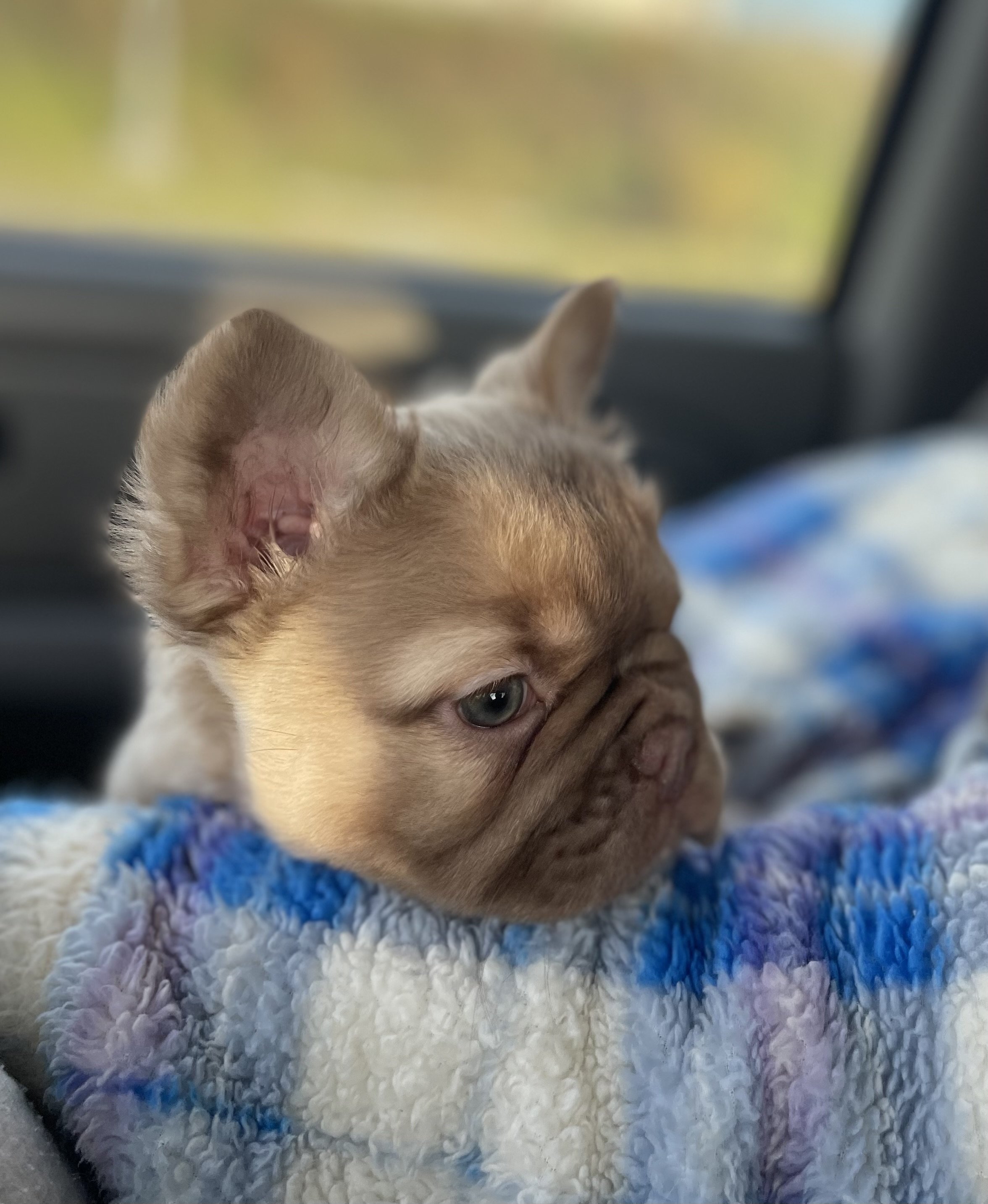 French bulldog puppies for sale, french bulldog puppy near me, frenchie california.jpg