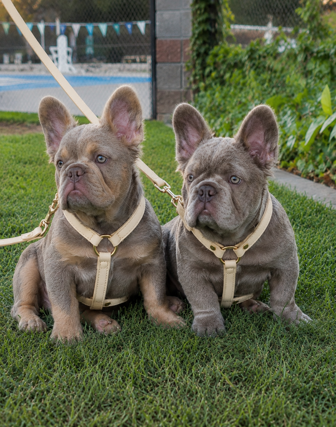 the boys-fluffy frenchie chunky puppies.png