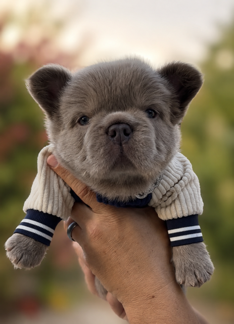 baymax teddy bear fluffy frenchie.PNG