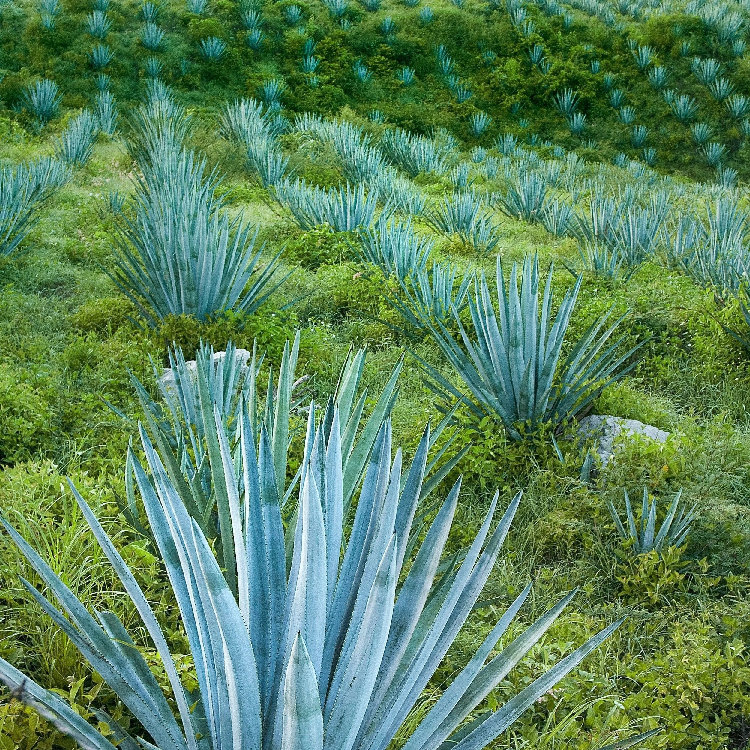 Blue Agave Luna Hueca Tequila.jpg