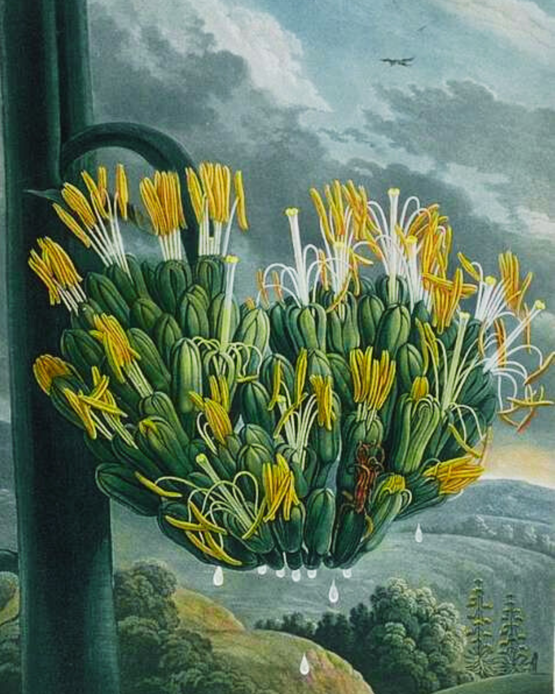 Agave Luna Hueca.png