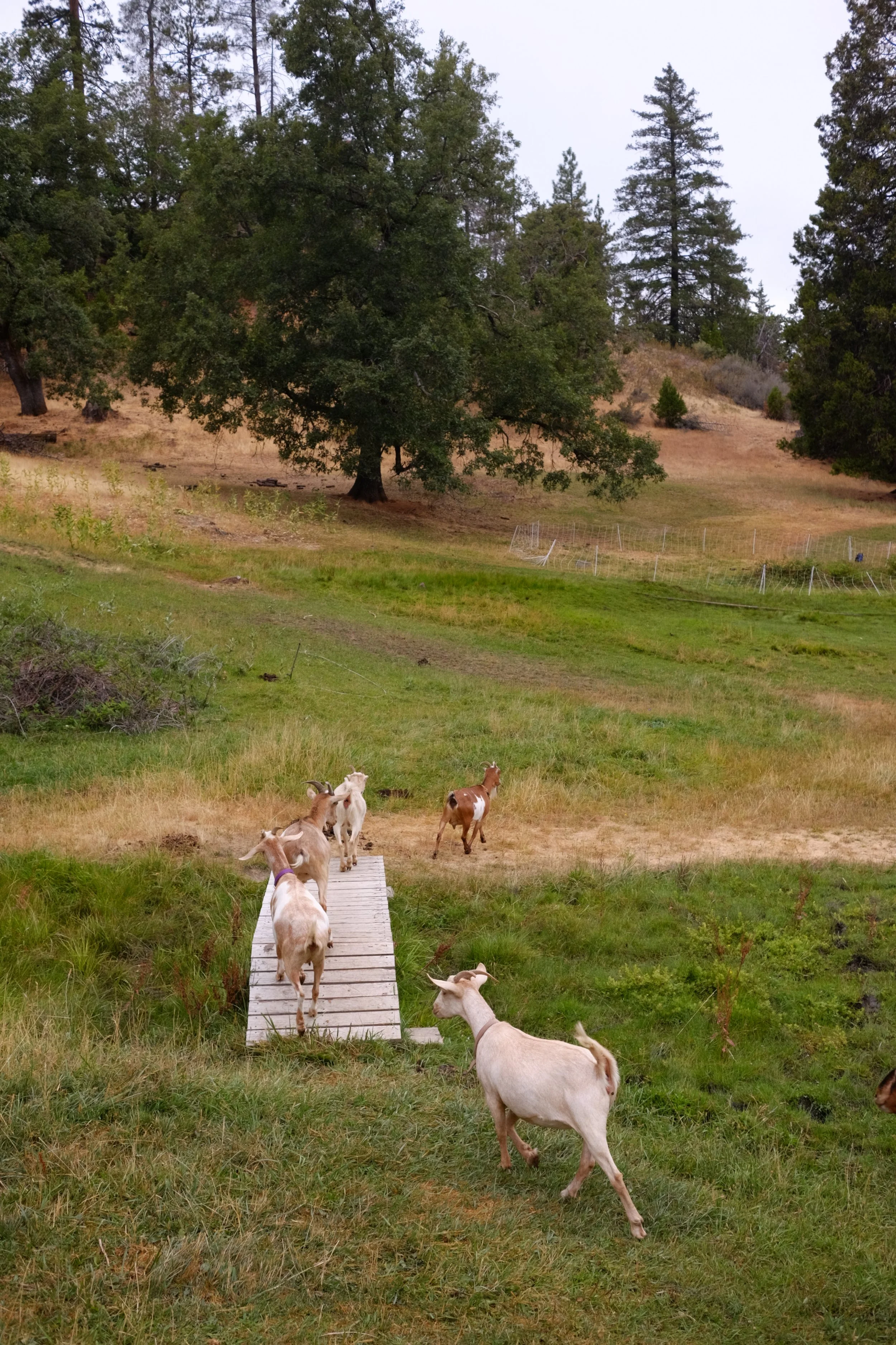Conservation At Camp: Grazing &amp; Livestock Management at the Bar 717