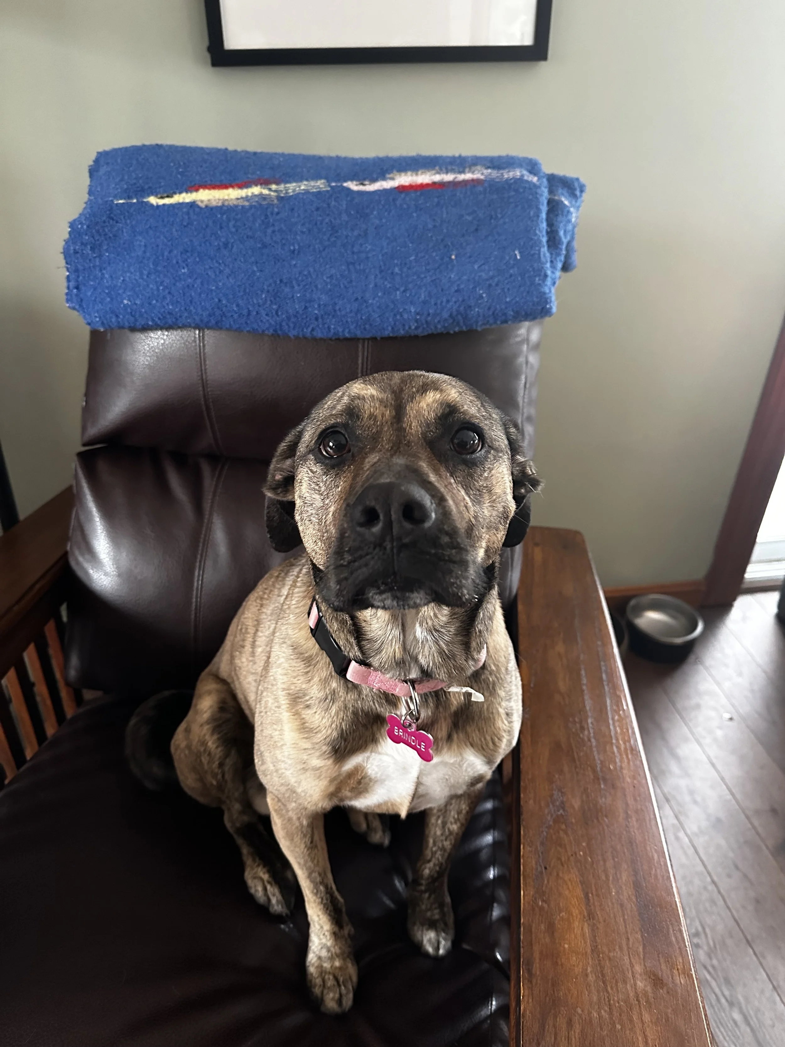 Don’t Touch Without Asking: Dog Etiquette That Keeps Everyone Safe