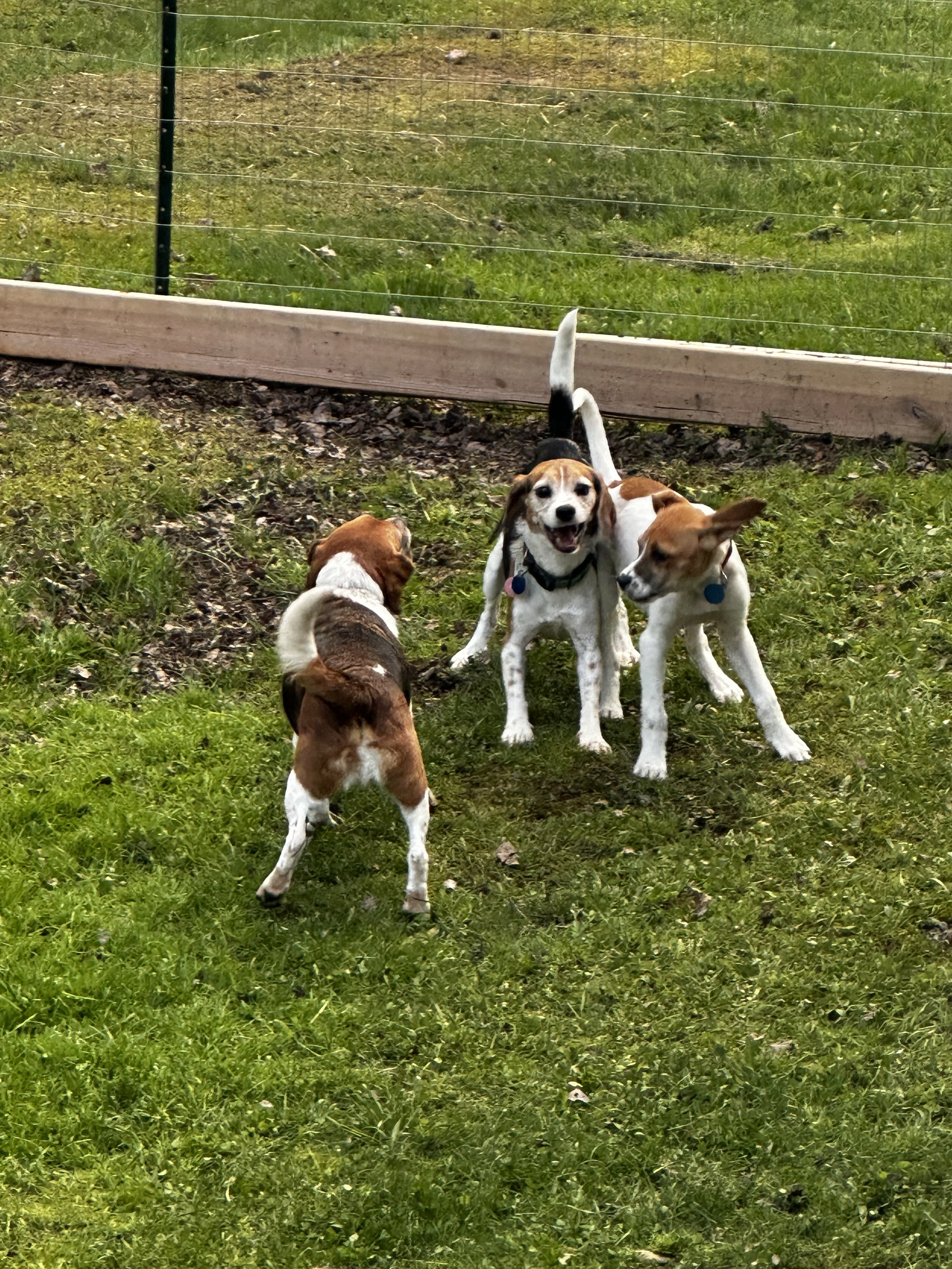 Rabies Is on the Rise in Vermont. Here's What Every Pet Owner Needs to Know.