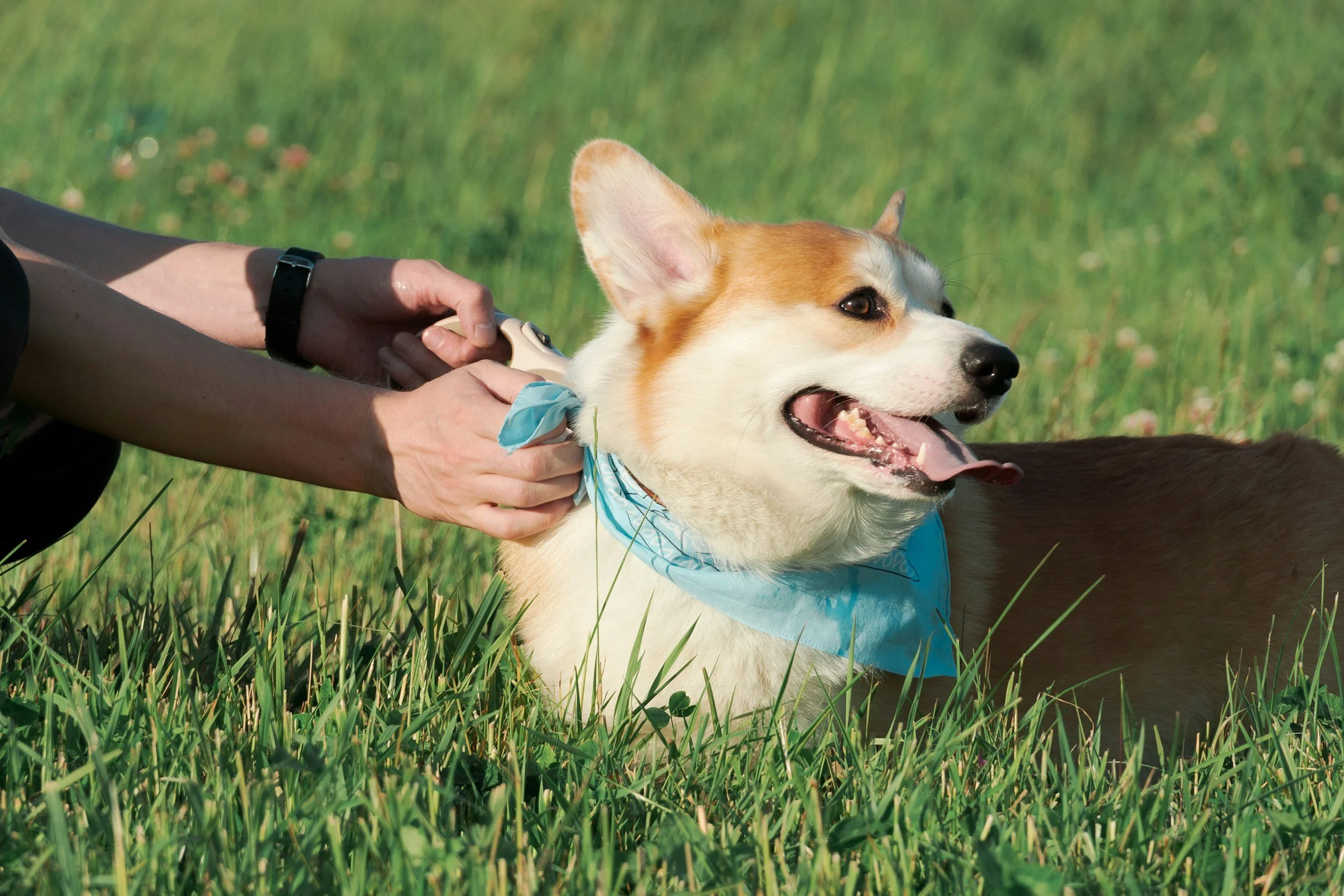 Tick Safety &amp; Disease Prevention 
