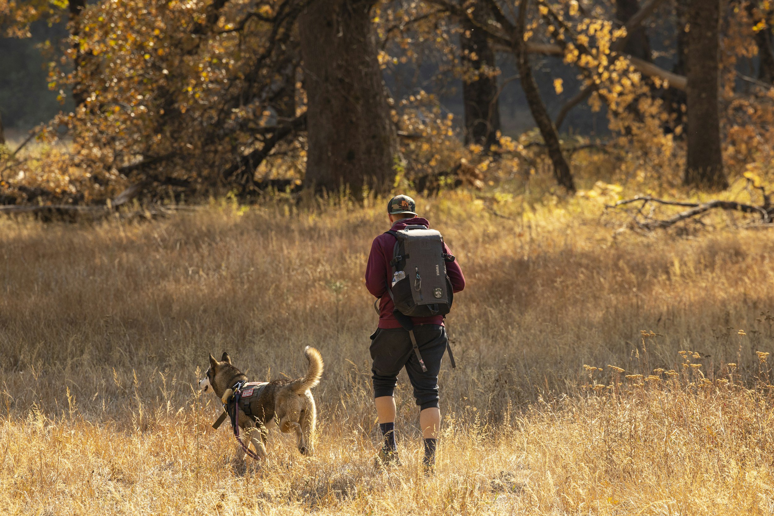 Hiking Safety with Dogs