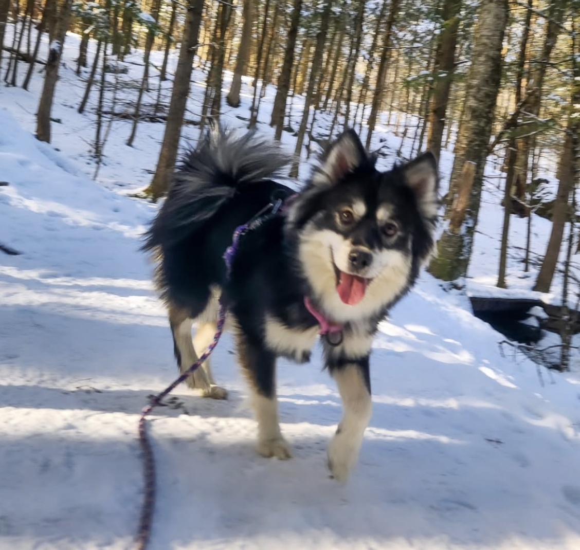 What to Do If Your Dog Goes Missing in Vermont