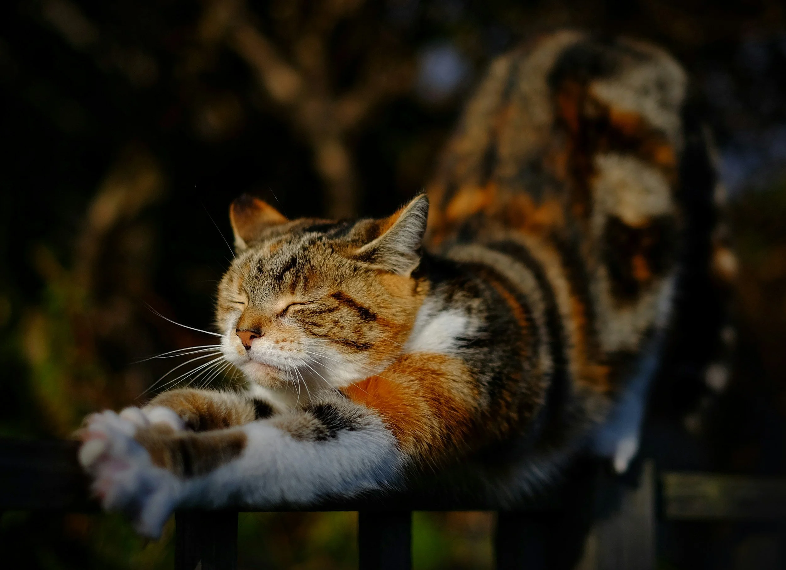a cat in the sunlight.
