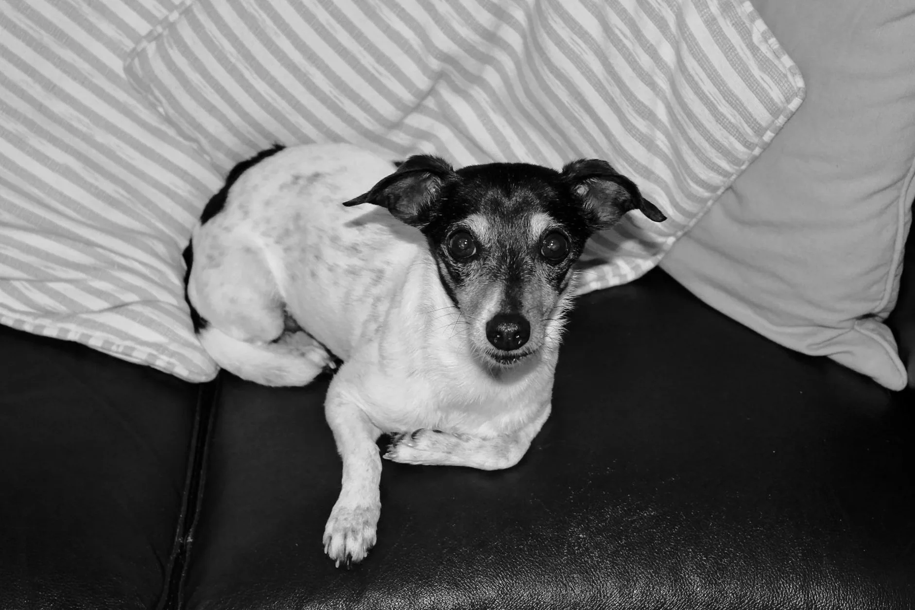 A small dog with black and white fur, resting on a black leather couch with striped and plain pillows in the background, looking directly at the camera.