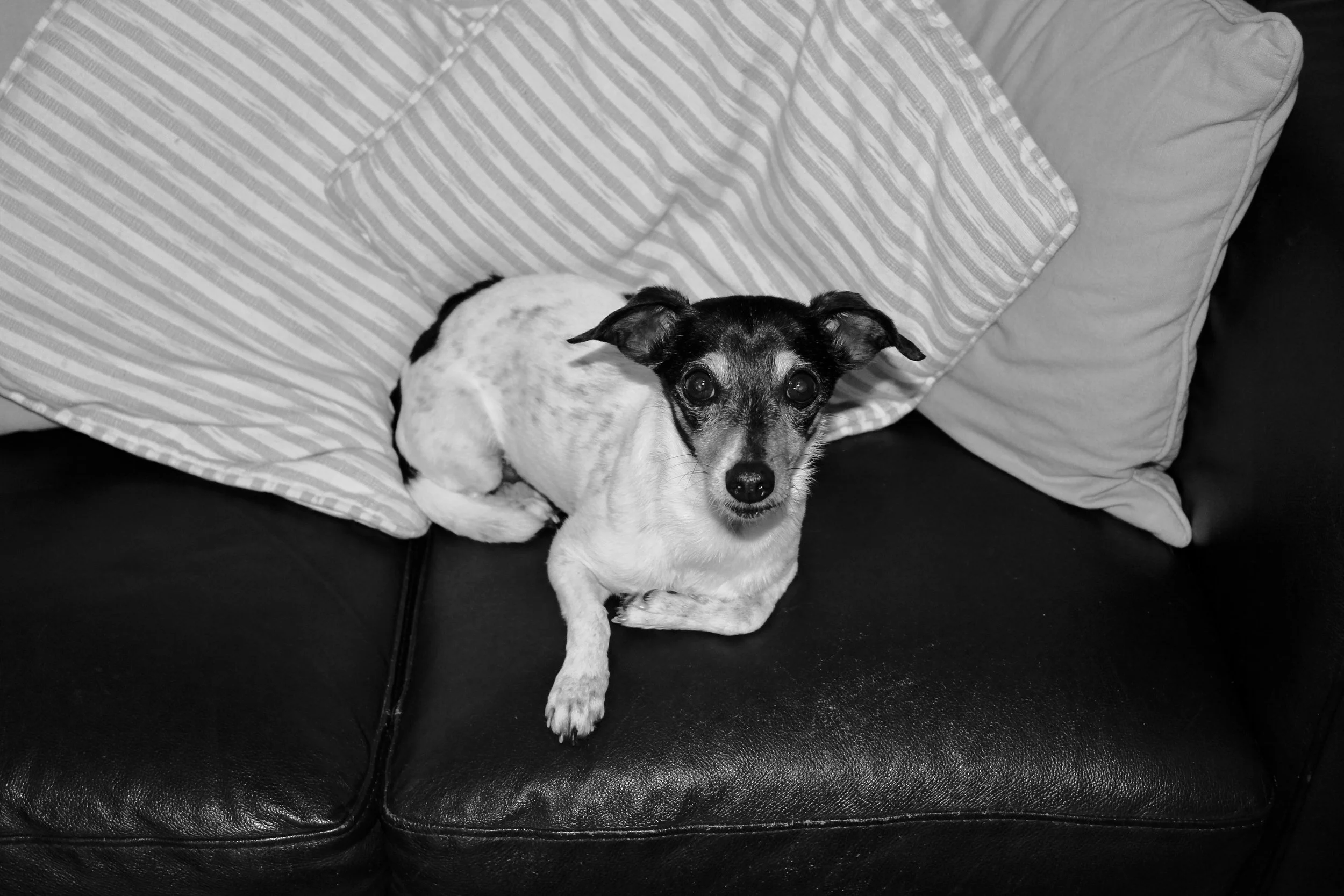Black and white mini fox terrior sitting on a leather couch with a white pillow behind it, looking into the camera