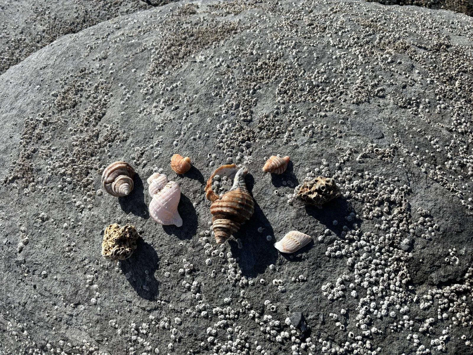 WhatsApp Image 2025-04-07 at 20.19.23_18d9f4ef.jpg