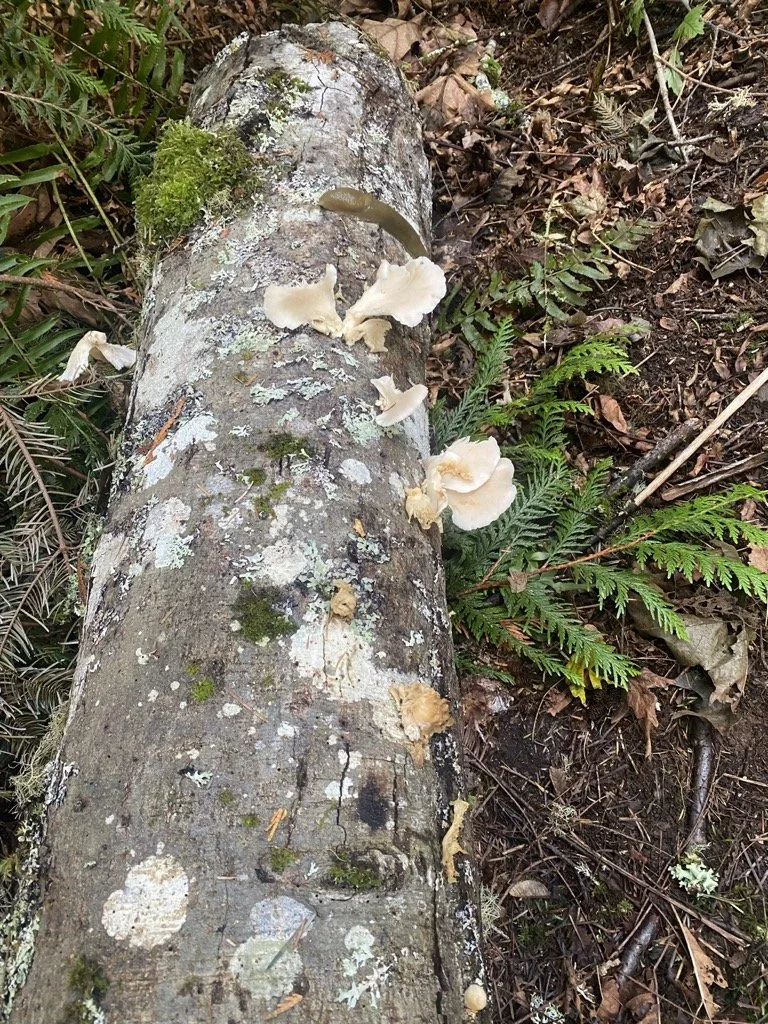 Mushroom Madness
