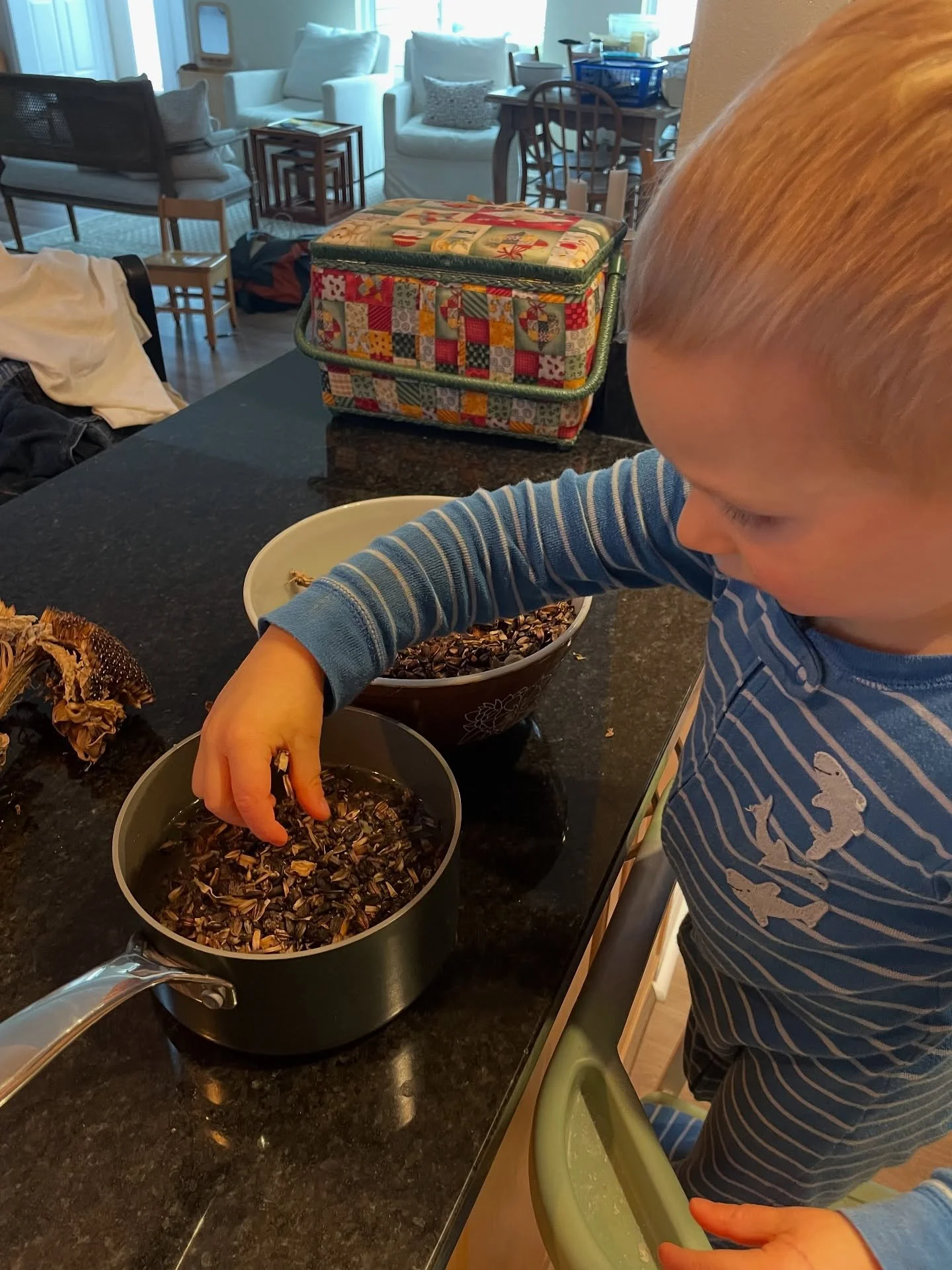 ❄️Snow Day Science Experiment 🧪 🧫❄️

We took this opportunity to use the dried Hopi Dye Sunflower seeds we grew this season, and test their pH sensitivity. Honestly, I thought they&rsquo;d be a bit more reactive to pH changes, but that&rsquo;s why 