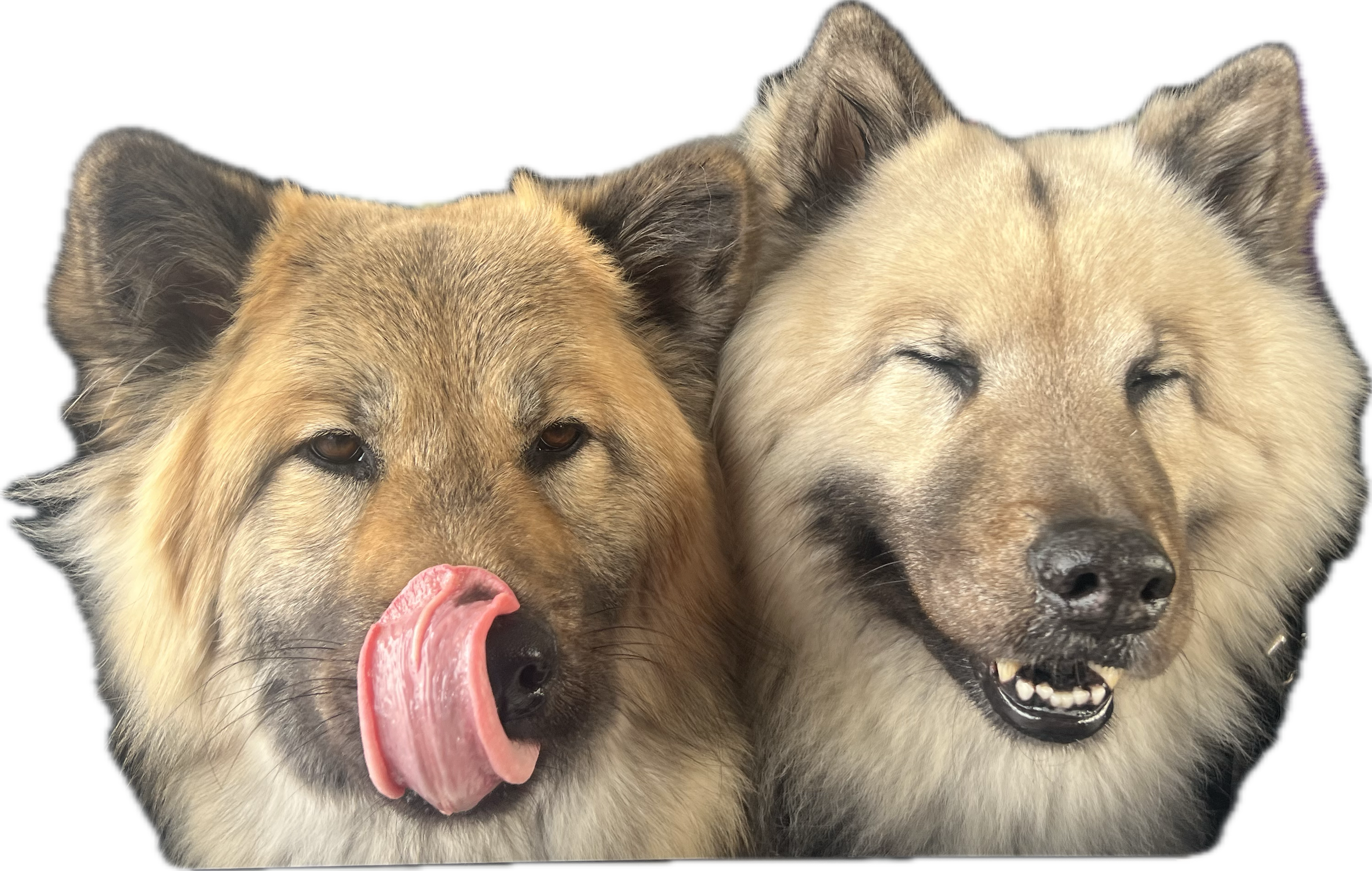 Megan's two fluffy dogs, smushed up together; one with a long tongue licking its nose, the other with his eye closed