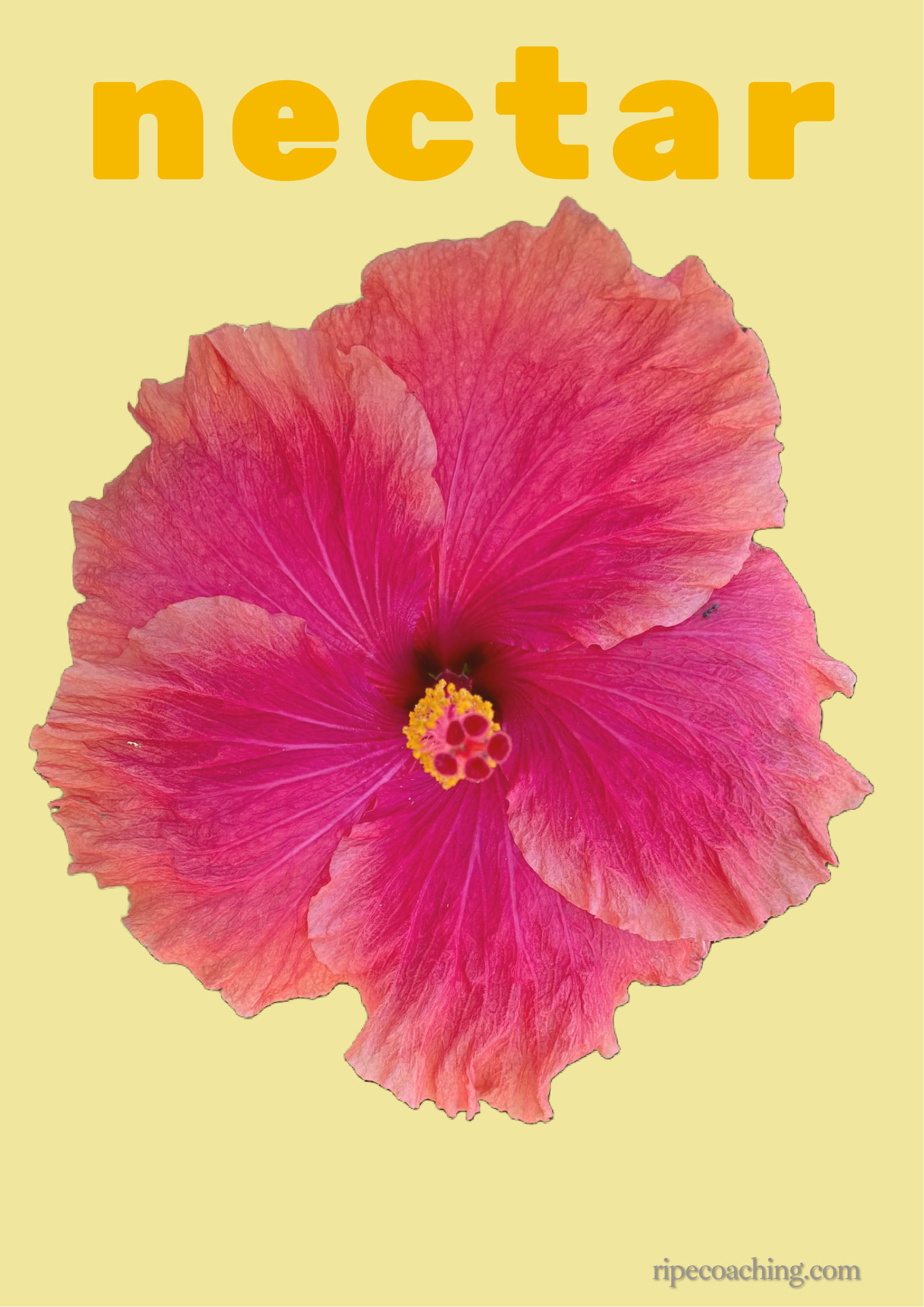 Nectar