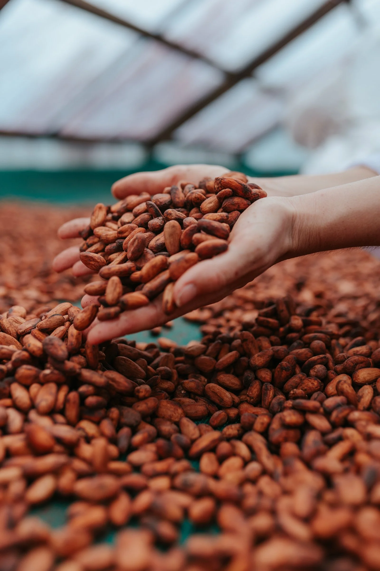 Solomon Islands_Cacao_@manaakimedia-6342.jpg