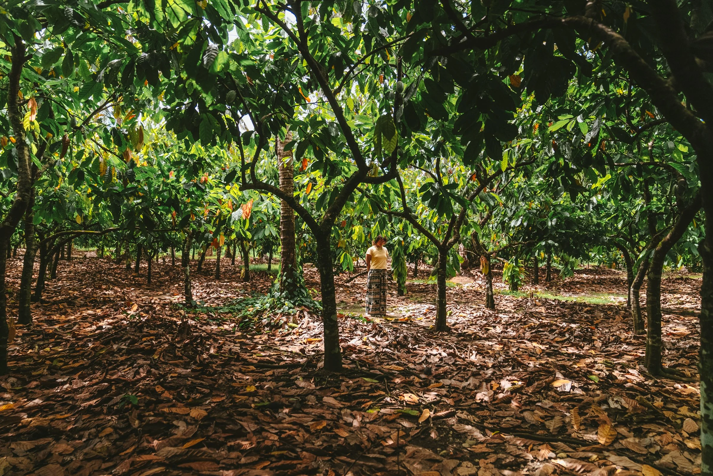 Solomon Islands_Cacao_@manaakimedia-02057.jpg
