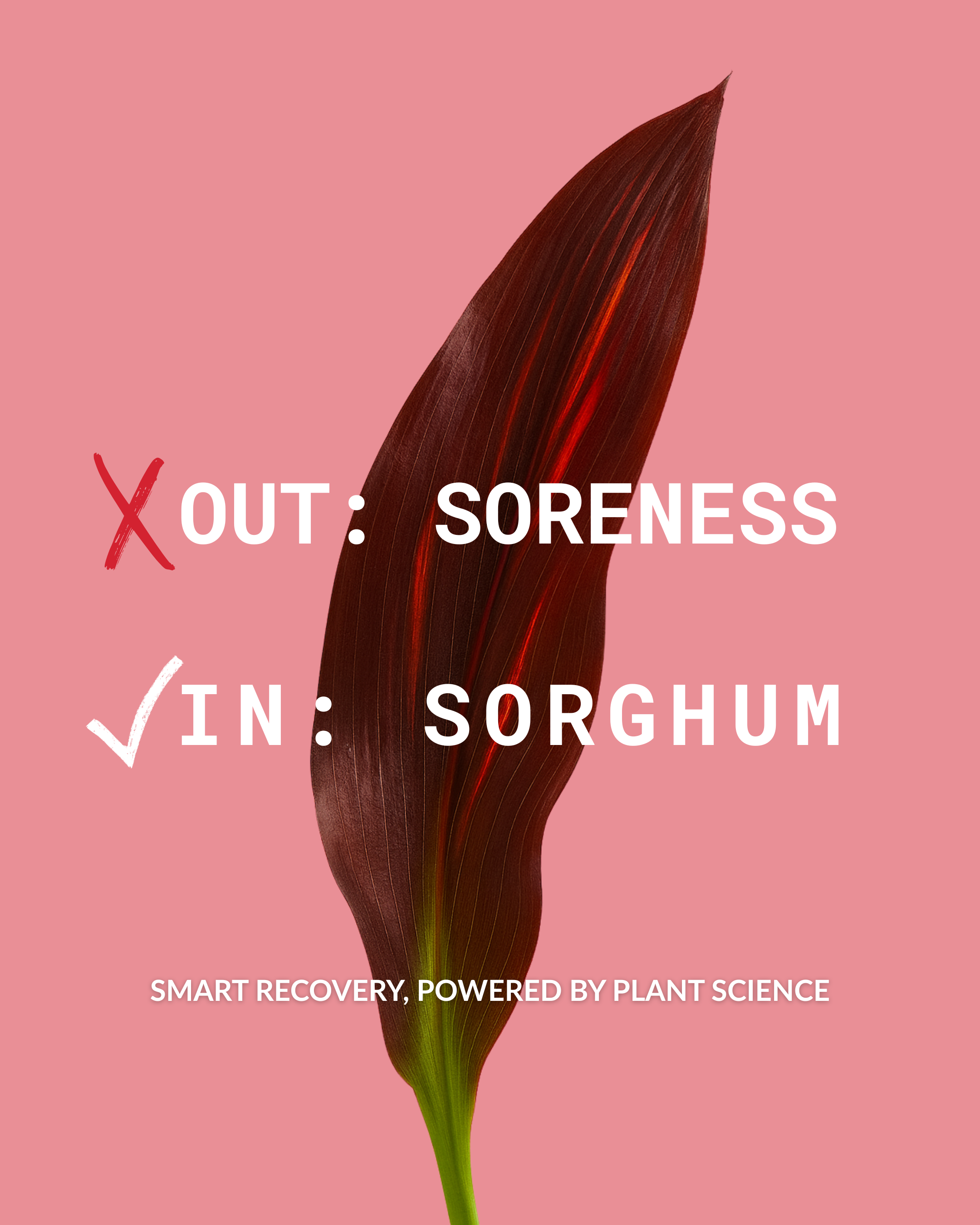 A red and green leaf against a pink background with text about sorghum, indicating it is better for recovery and decreases muscle soreness.