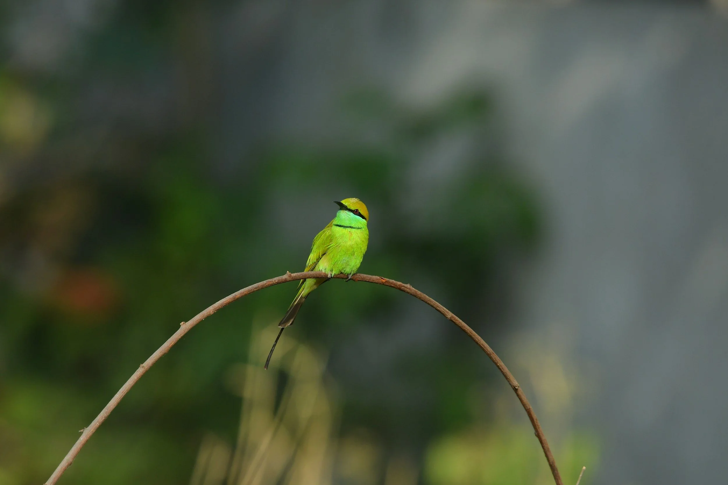 curious little green bird on a branch