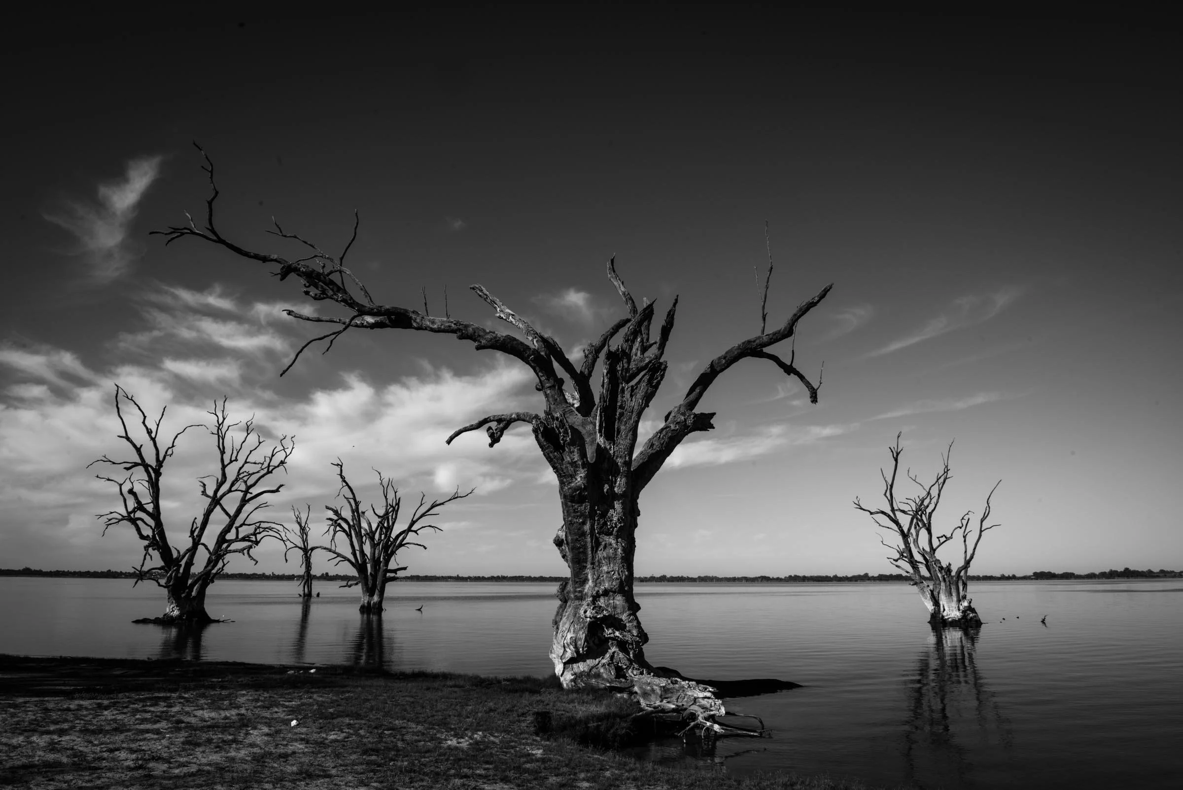 Old Soul #4