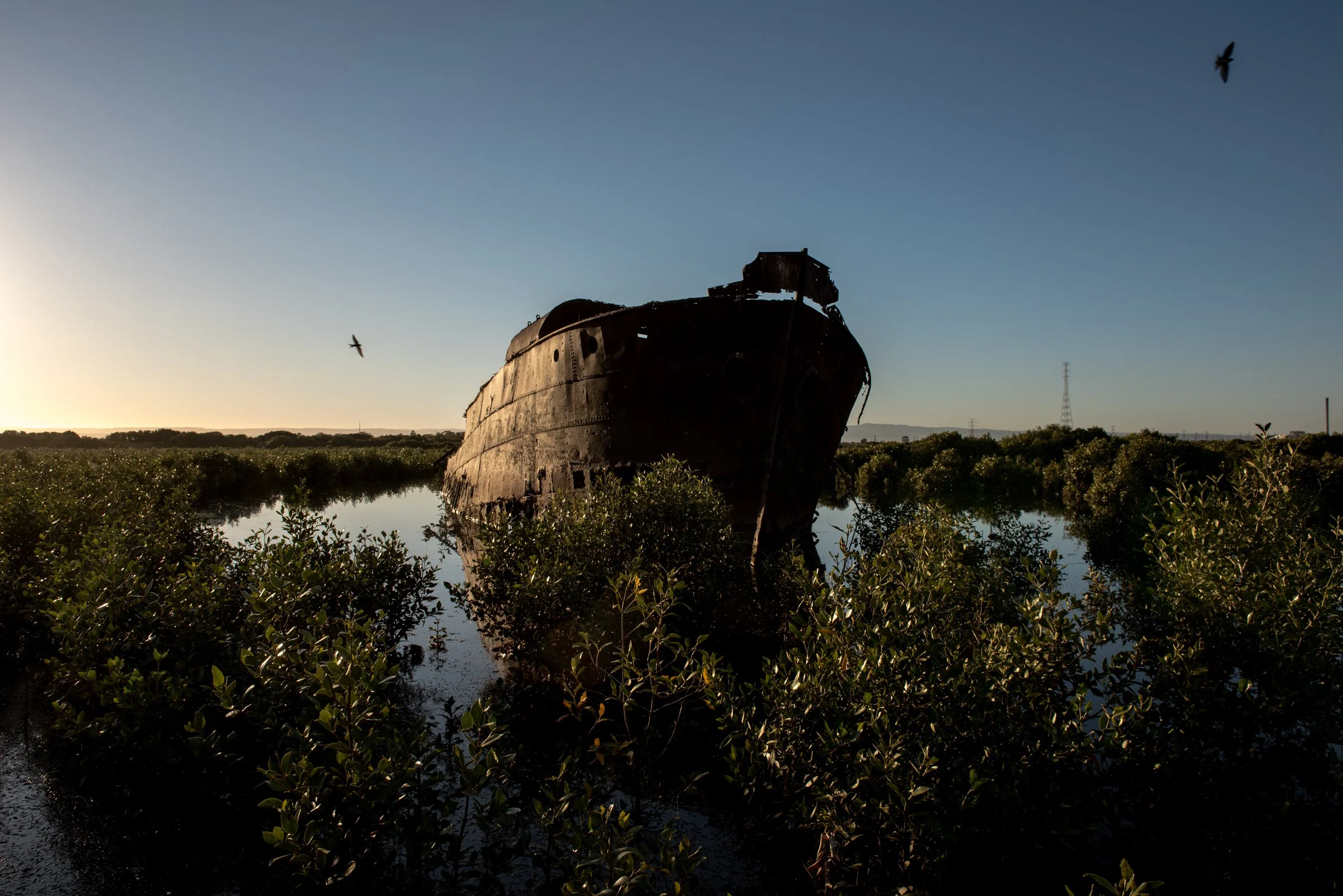 Birds and the Ark