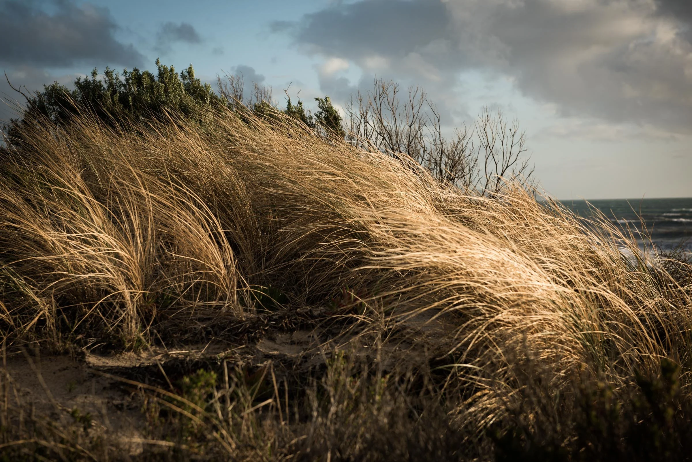 Sea Breeze - Carrickalinga