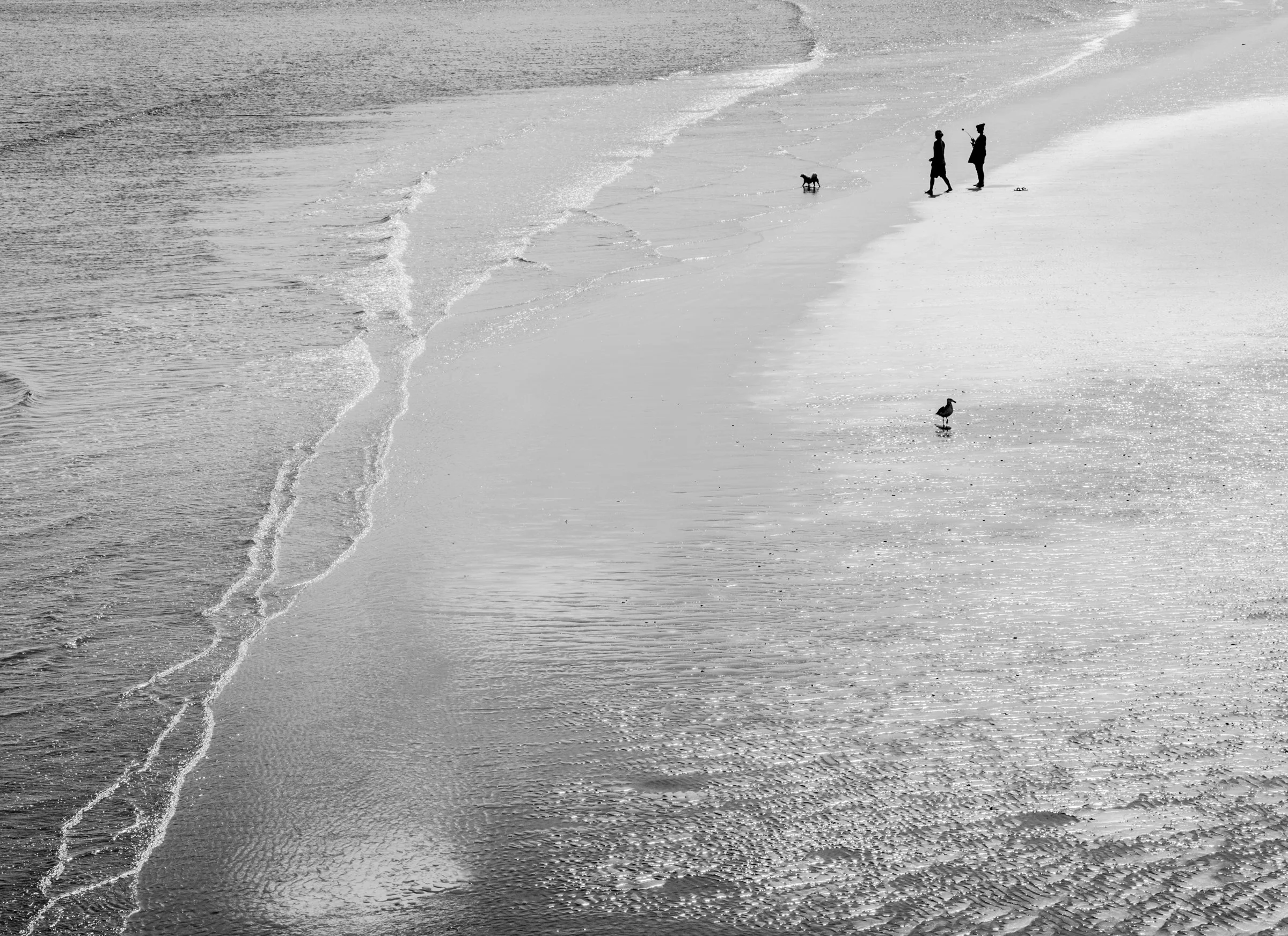 Dogs and Gulls - Largs Bay