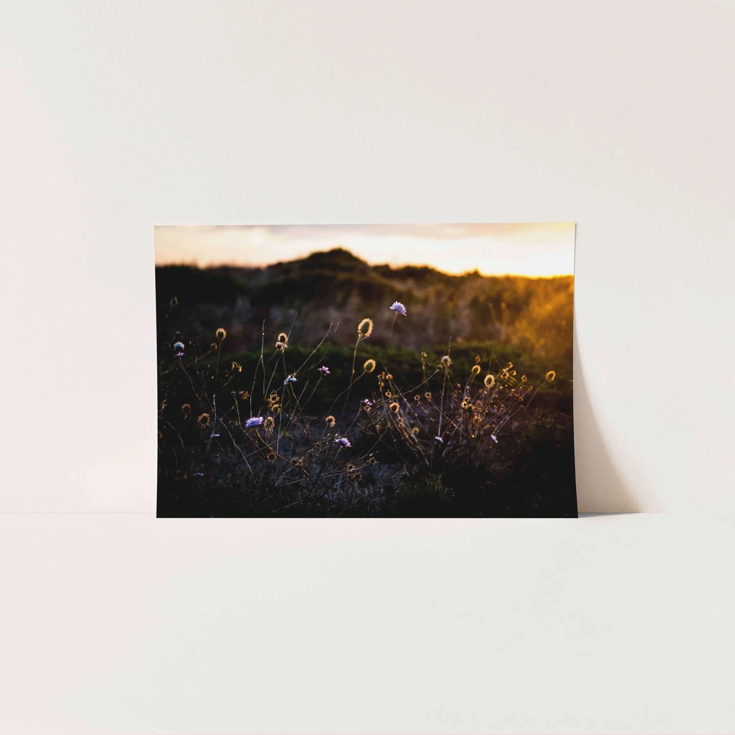 Wild+Flowers+A4.jpg