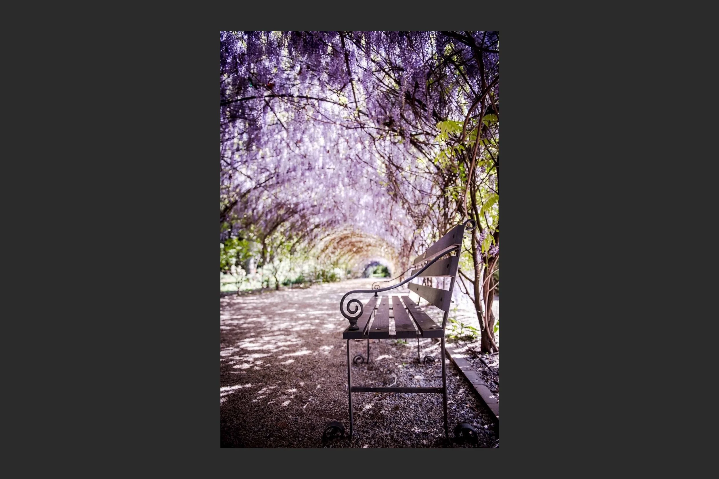 Wisteria O'clock - Adelaide Botanic Gardens