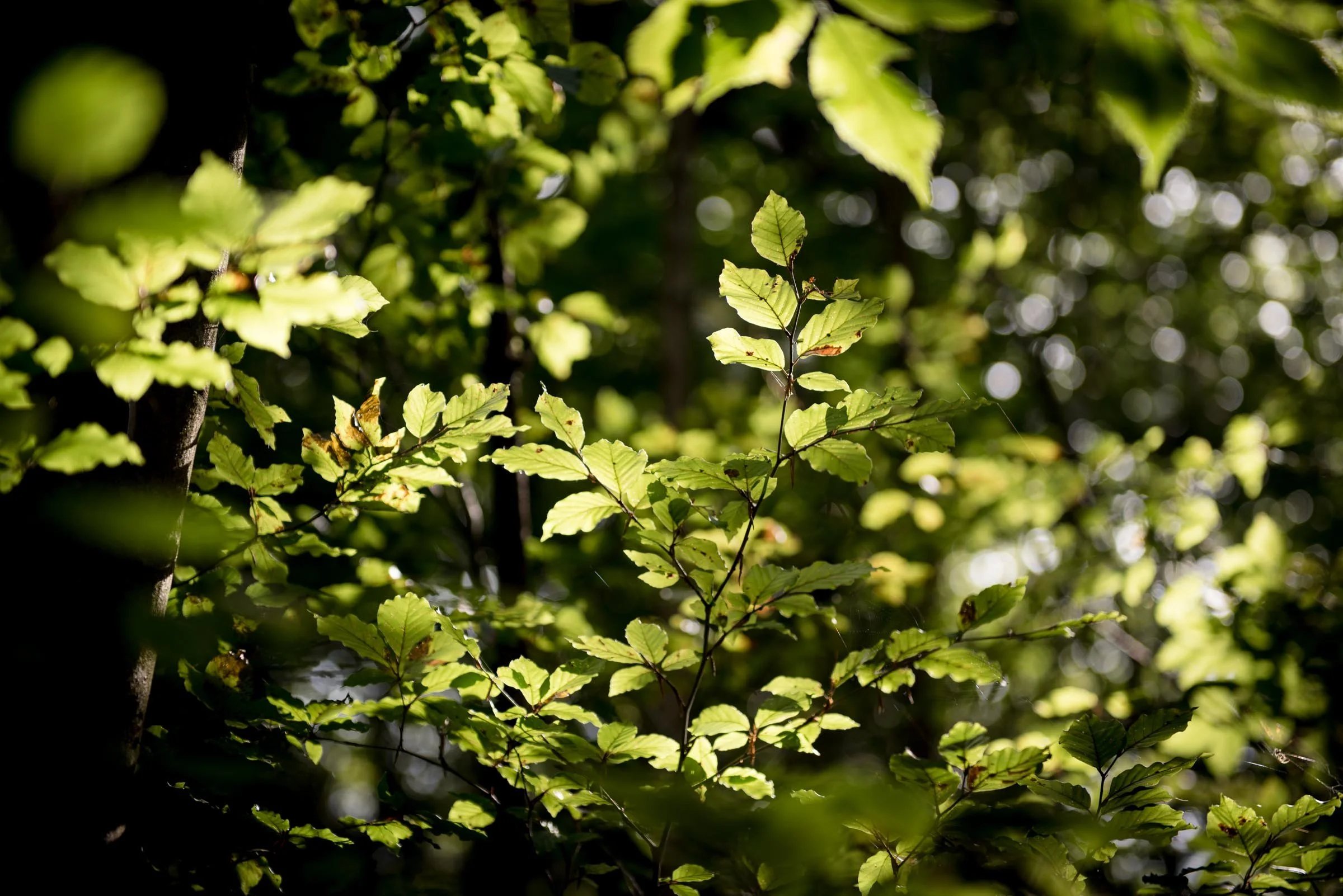 Light Through Leaves