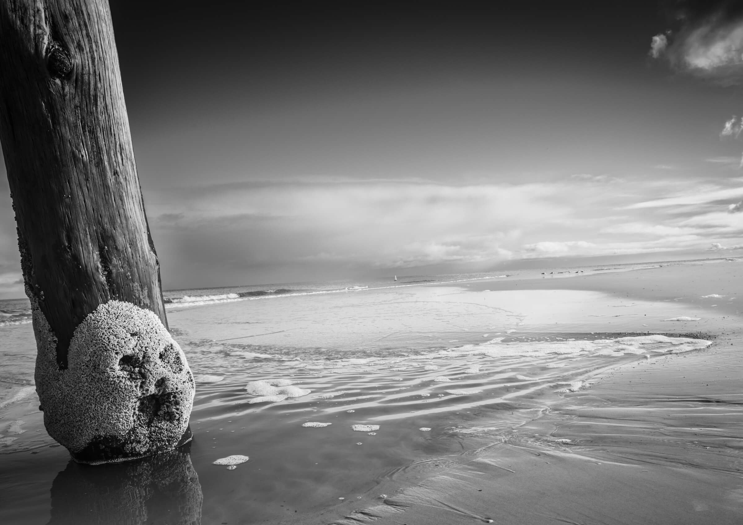 Buoy and Barnacles