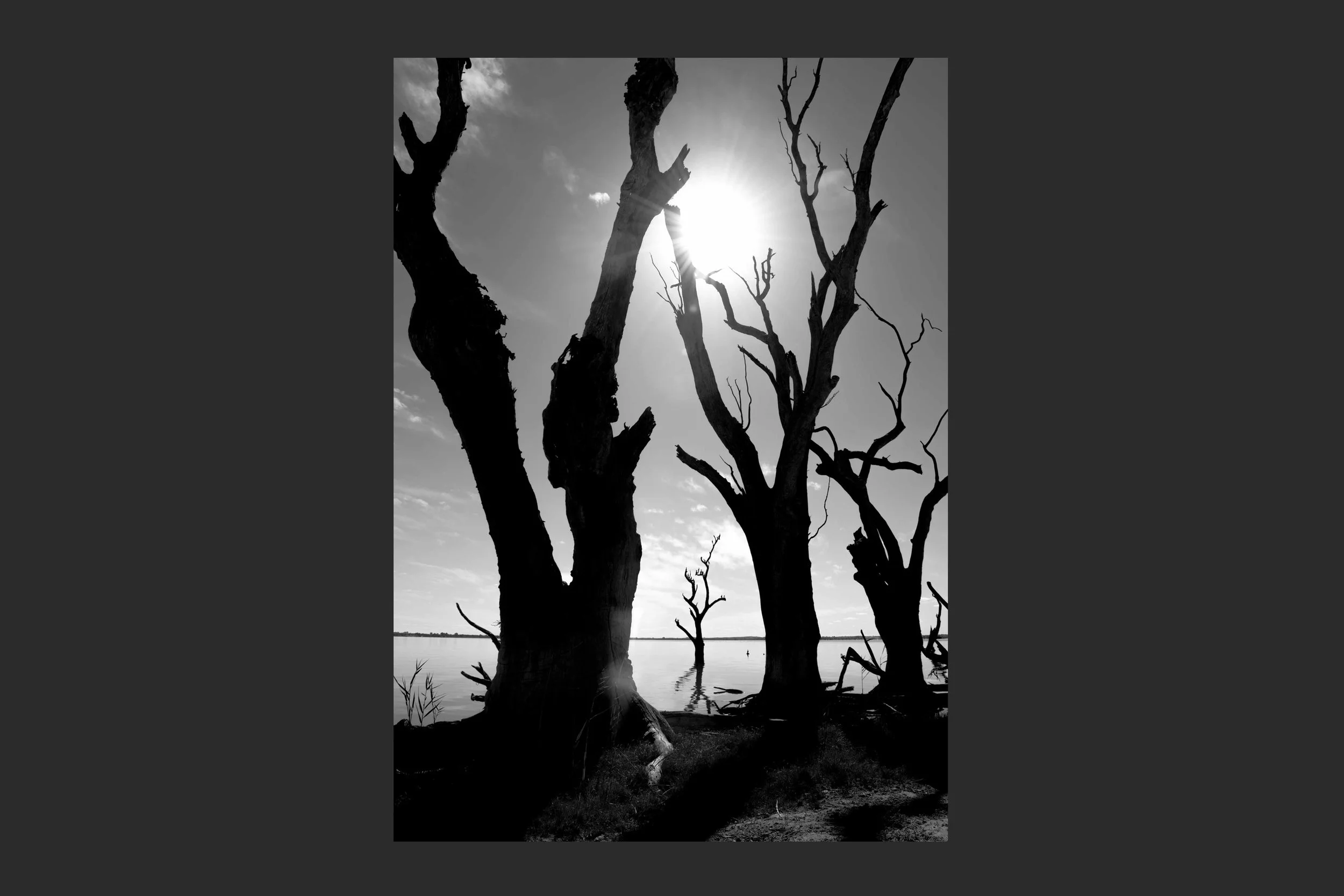 Dance of the Trees