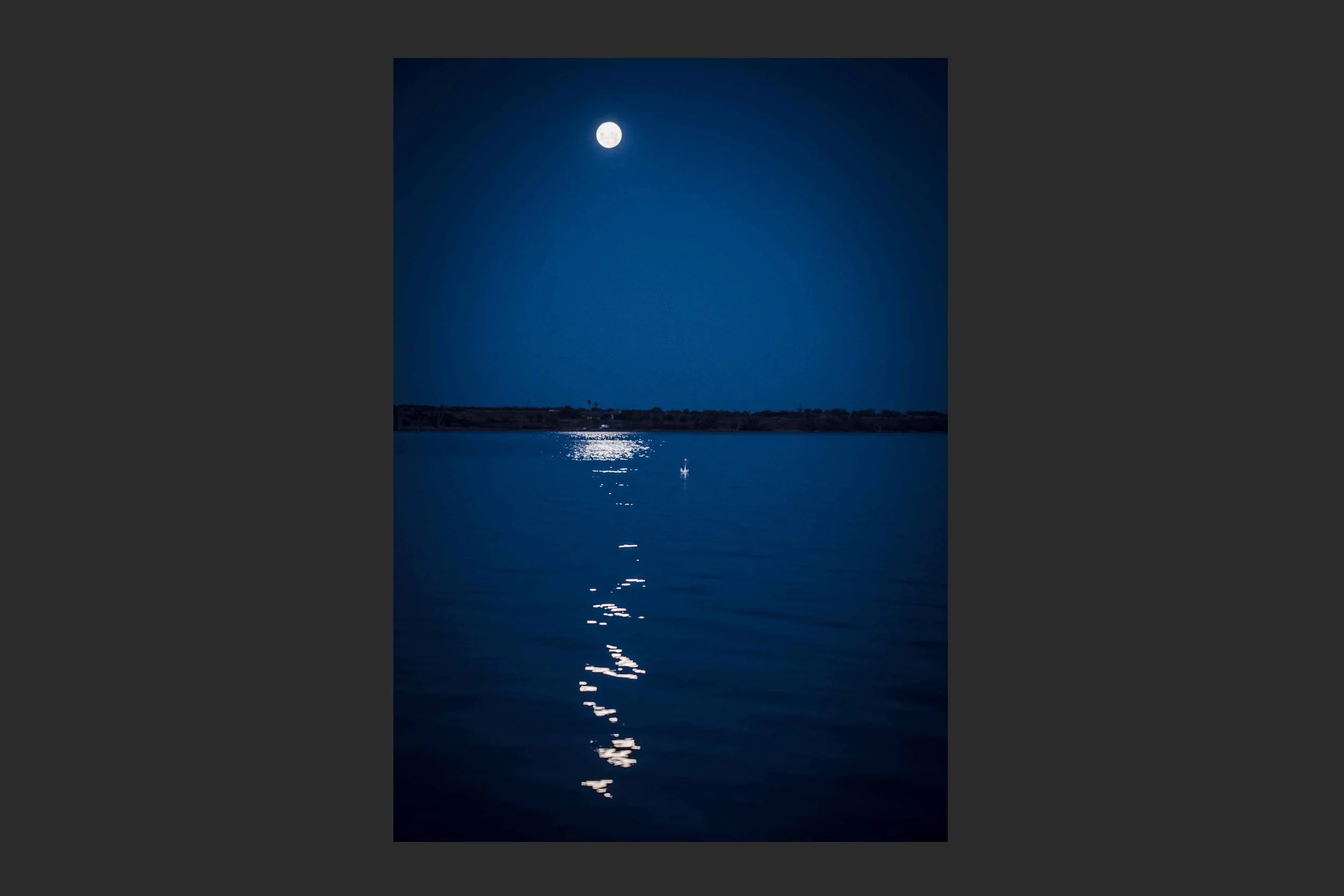 Pelican and the Moon