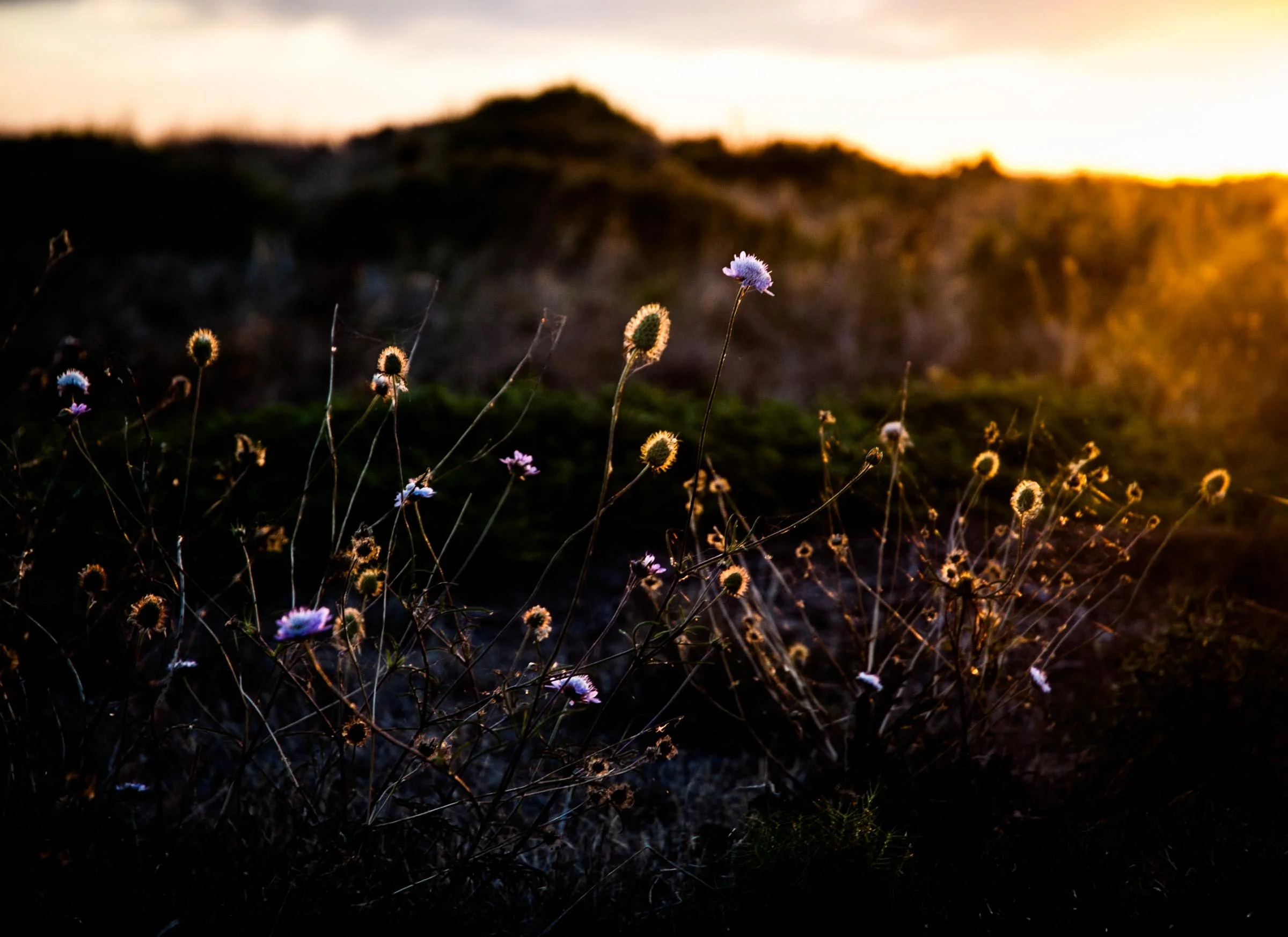 Wildflowers